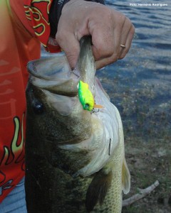 Um belo exemplar capturado com um Baby Griffon Zero, da Megabass